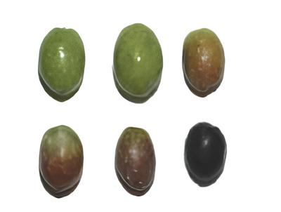 Olerum | Olive Nocellara dell'Etna
